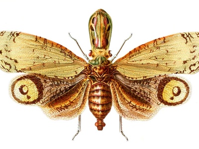 Lanternfly