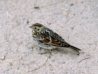 Lapland Longspur