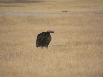 Lappet-faced Vulture