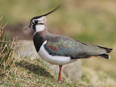 Lapwing