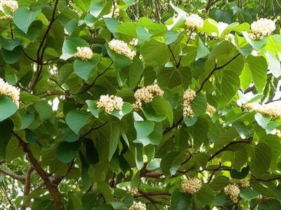 Large-leafed Cordia