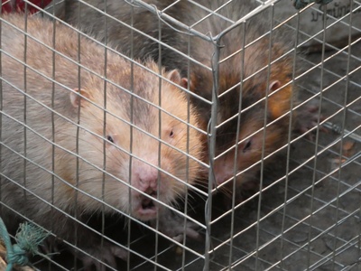 Large bamboo rat