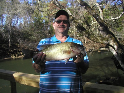 Largemouth black bass
