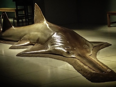 Largetooth Sawfish