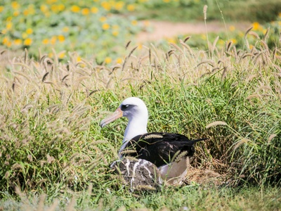 Laysan Albatross