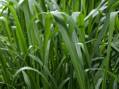 Leaf Grass