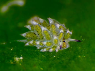 Leaf Sheep Nudibranch