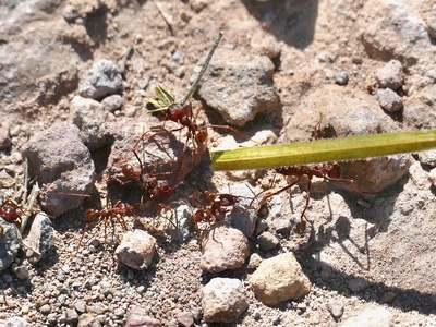 Leafcutter Ant