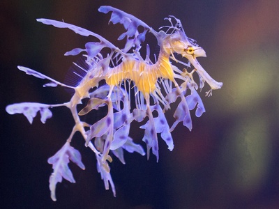 Leafy Seadragon