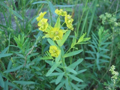 Leafy spurge