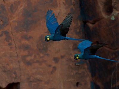 Lear's Macaw