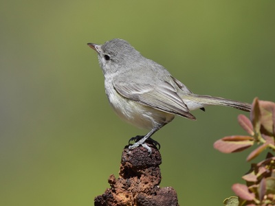 Least Bell's Vireo