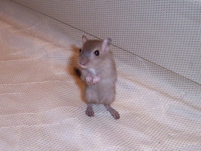 Least Gerbil