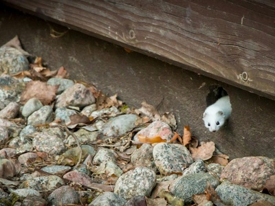 Least Weasel