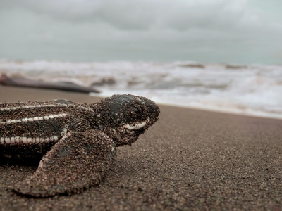 Leatherback Sea Turtle