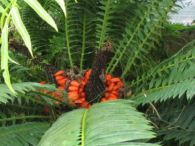 Lebombo Cycad
