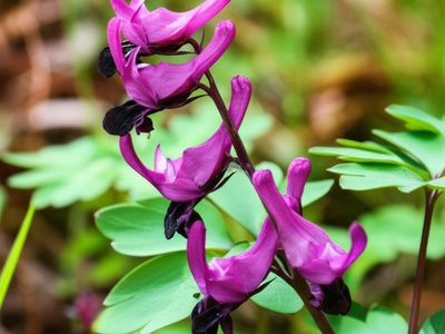 Ledebour's Corydalis