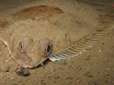Lemon sole