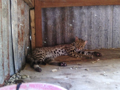Leopard Cat