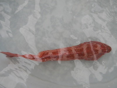 Leopard coral grouper