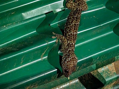 Leopard Gecko