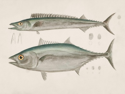 Lesser African threadfin