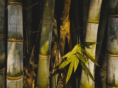 Lesser bamboo bat