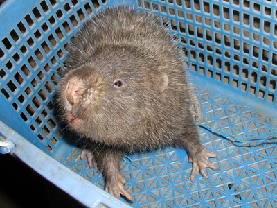Lesser bamboo rat