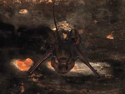 Lesser Mouse-tailed Bat