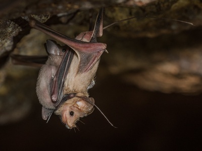 Lesser Mouse-tailed Bat