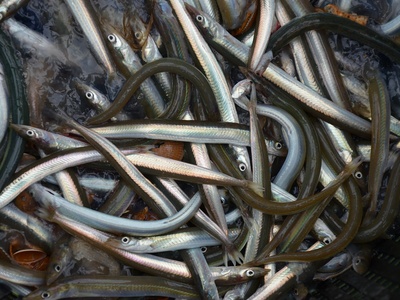 Lesser sandeel