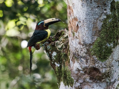 Lettered Aracari