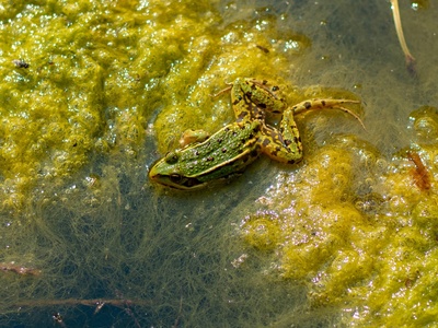 Liberian Puddle Frog