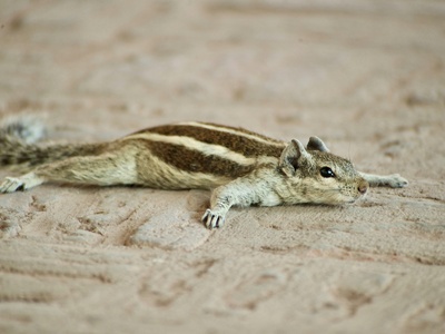 Libyan Striped Weasel