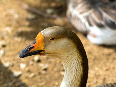 Light-bellied Brent Goose