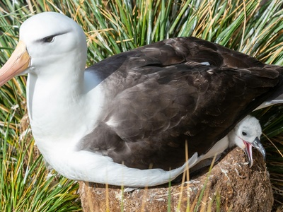 Light-mantled Albatross