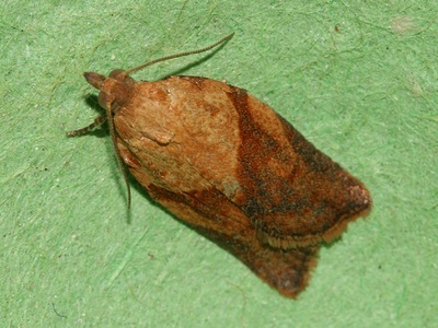 Light brown apple moth