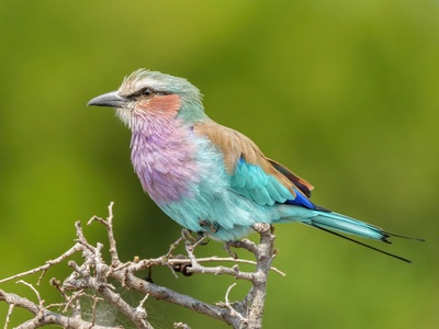 Lilac-breasted Roller