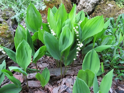 Lily of the valley
