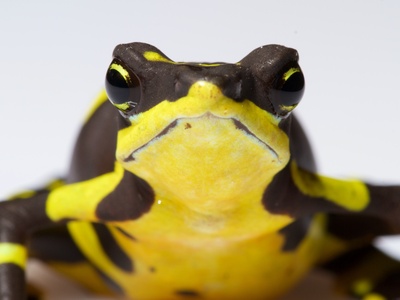 Limosa Harlequin Frog