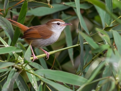 Line-fronted canastero