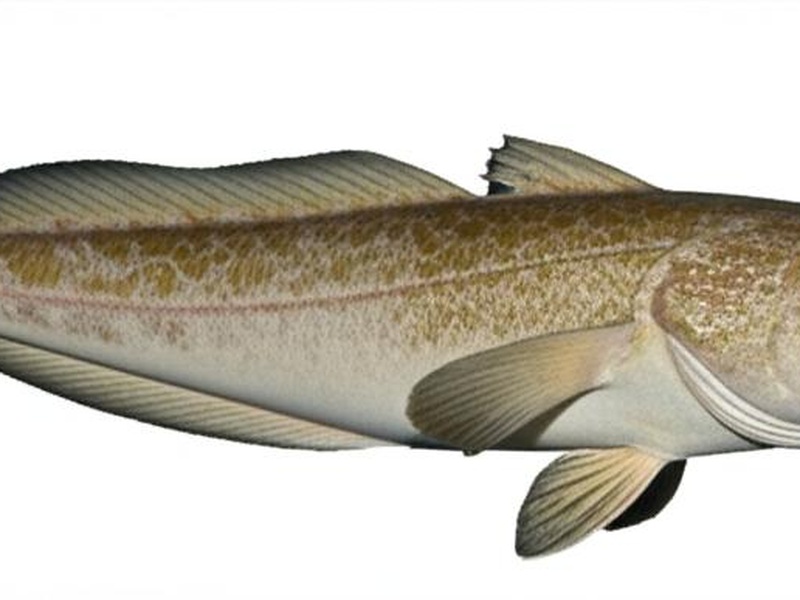 The Complete List of Fish of Norway - Flora Fauna Fun