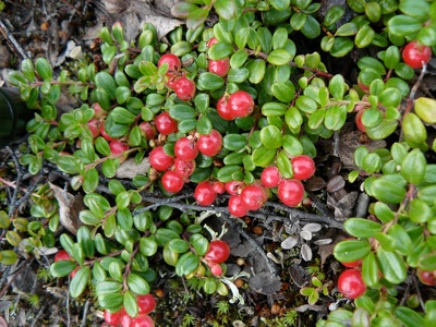 Lingonberry (Mountain Cranberry)