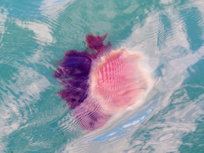 Lion's Mane Jellyfish