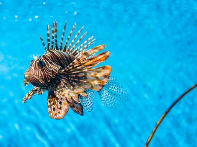 Lionfish
