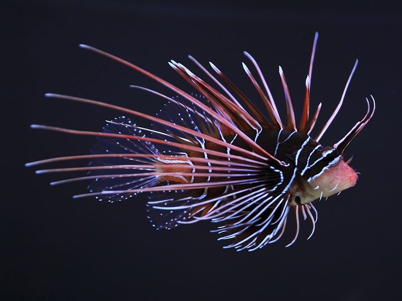 Polynesia Fish Types The Complete List of Fish of Polynesia - Flora Fauna Fun