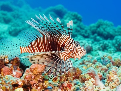 Lionfish repeat avoidance