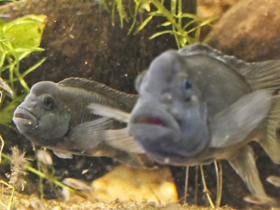 Lionhead cichlid