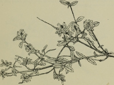 Lippia Tree