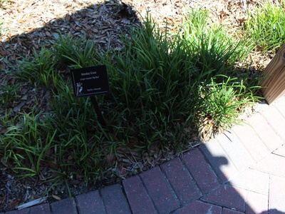 Liriope (Monkey Grass)